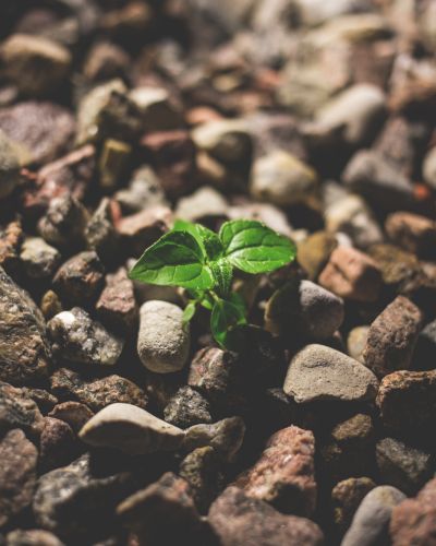 مركز الشركات الناشئة